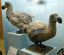 Stuffed whitish dodo