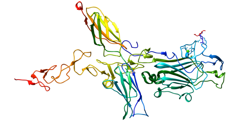 File:NTN1 protein.png