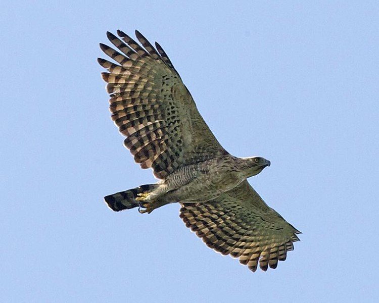 File:Nisaetus nipalensis 3.jpg