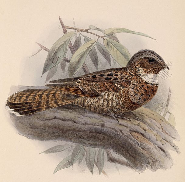 File:Nyctiphrynus yucatanicus 1902.jpg