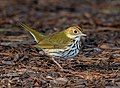 Image 43Ovenbird in Prospect Park