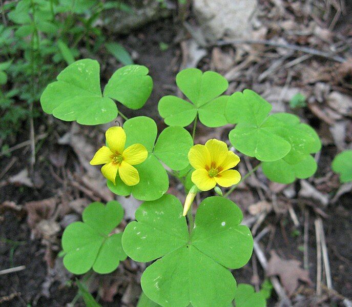 File:Oxalis illinoensis.jpg