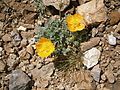 Papaver rhaeticum