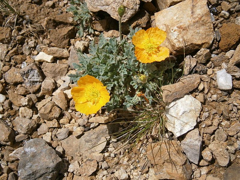 File:Papaver rhaeticum 001.jpg