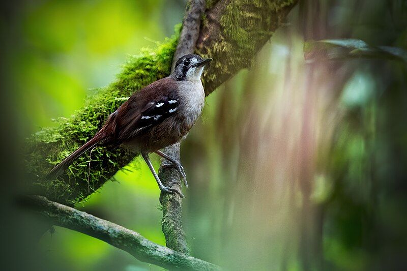 File:Papuan Scrub-Robin 0A2A9113.jpg