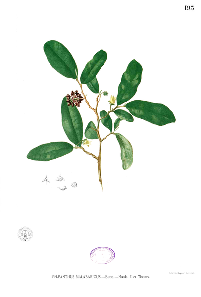 File:Phaeanthus malabaricus Blanco1.193.png