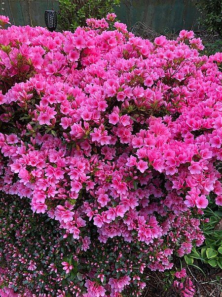 File:Pink azeleas.jpg