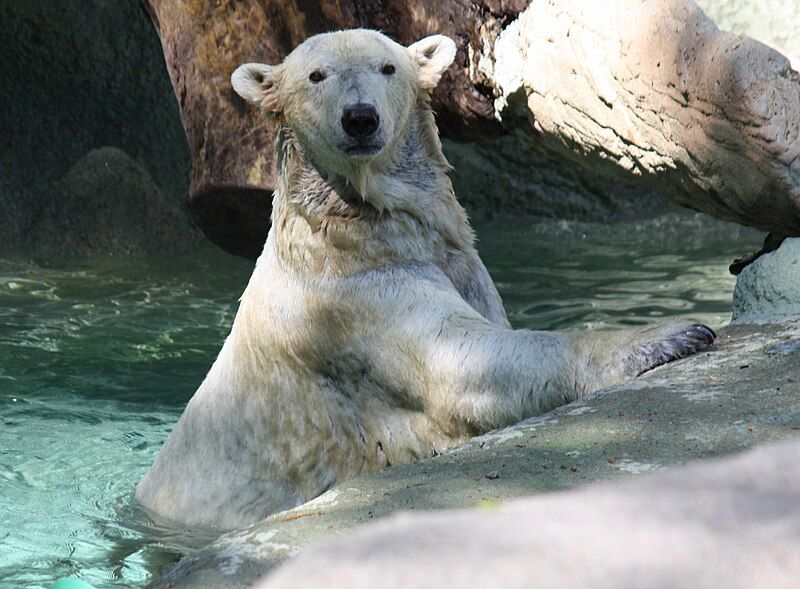 File:PolarBear7 CincinnatiZoo.jpg