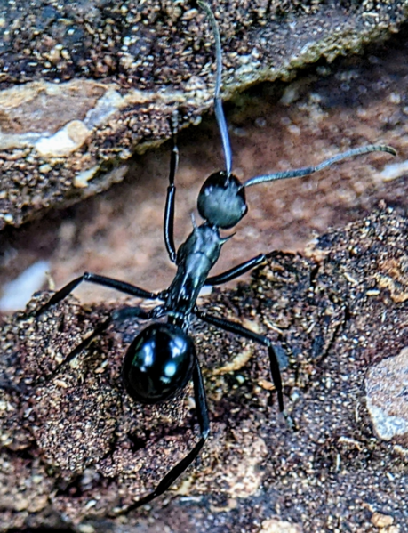 File:Polyrhachis chalybea.png