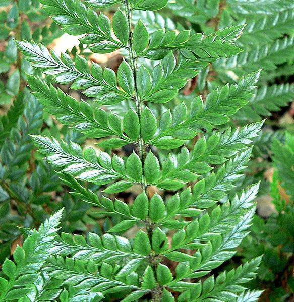 File:Polystichum neolobatum 2.jpg