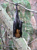 Fruit bats are the natural reservoirs of Nipah virus