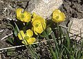 Macauley's Alpine Buttercup, near Tesuque Peak