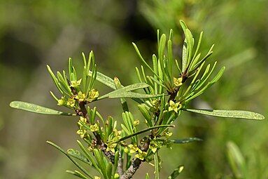 Flowering branch