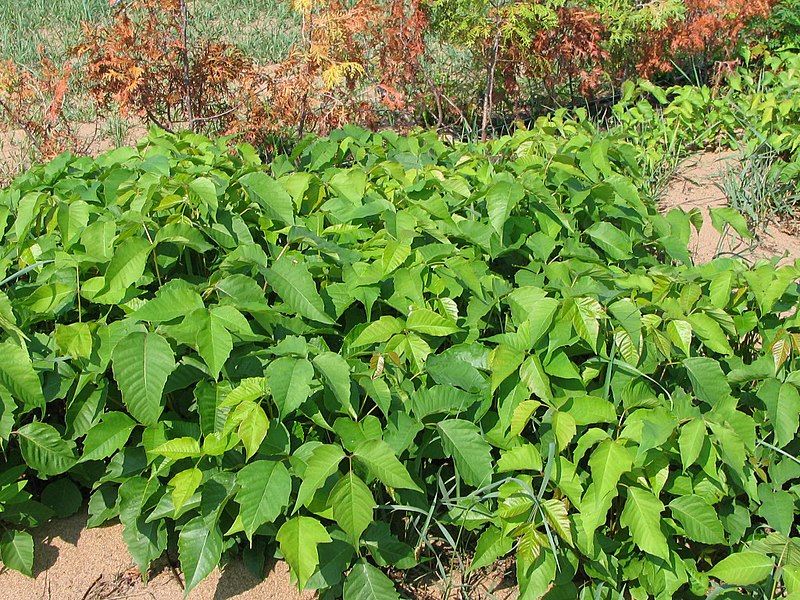 File:Rhus radicans 006.jpg