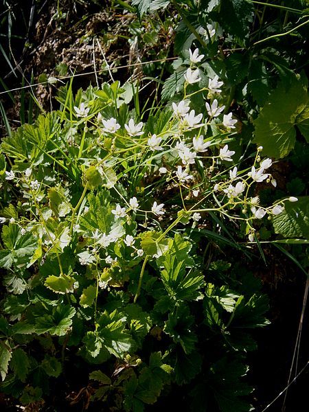 File:Saxifraga rotundifolia001.jpg