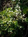 Saxifraga rotundifolia