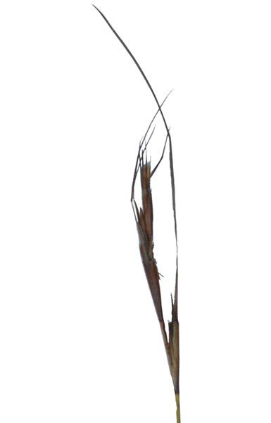 File:Sbracteosus-spike.jpg