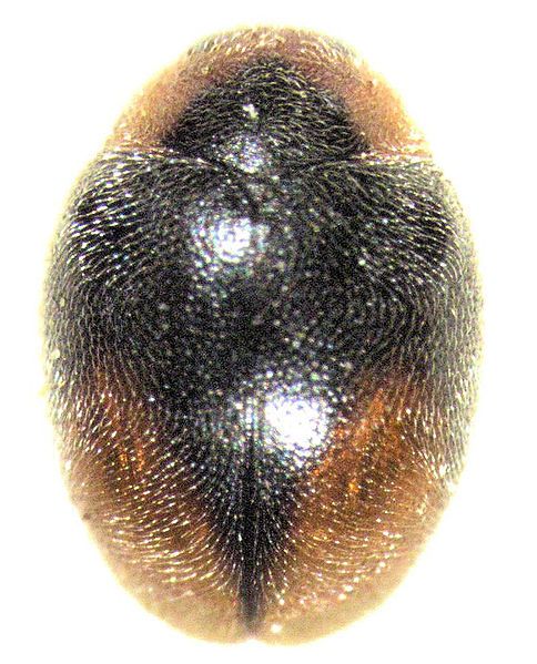 File:Scymnus loewi.jpg