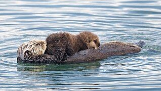 Sea otter nursing02