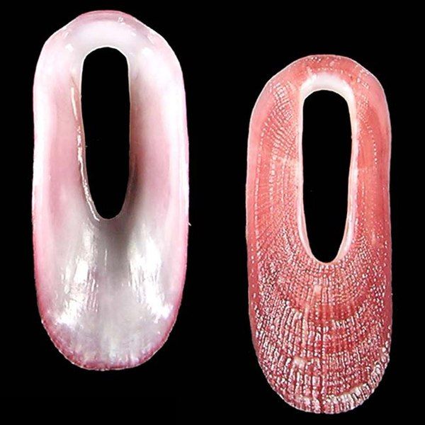 File:Shell Macroschisma rubrum.jpg