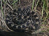 Eastern massasauga