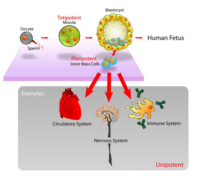 File:Stem cells diagram.png