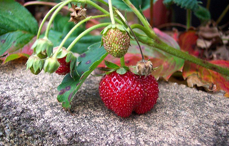 File:Strawberry closeup.jpg