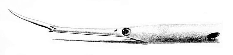 File:Venefica proboscidea.jpg