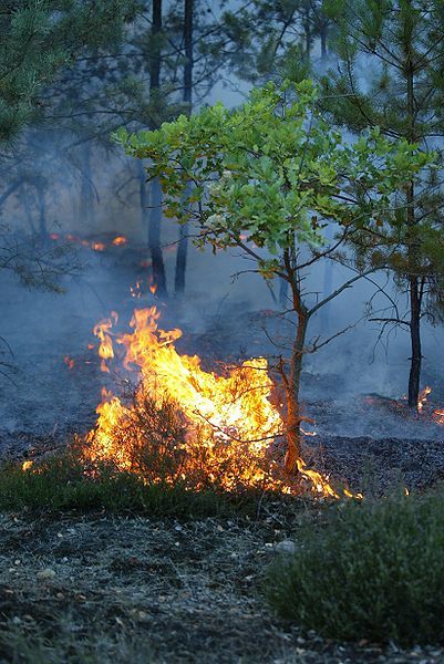 File:Waldbrand-Bodenfeuer.jpg