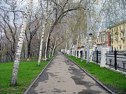 Birch-tree alley