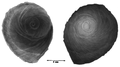 operculum