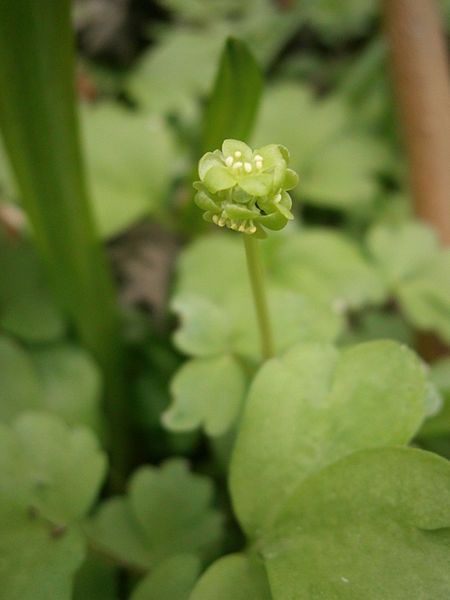 File:Adoxa moschatellina 04.JPG