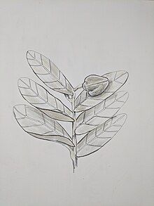 Drawing detailing the morphology of Annona aurantiaca including leaf attachment and berry fruit