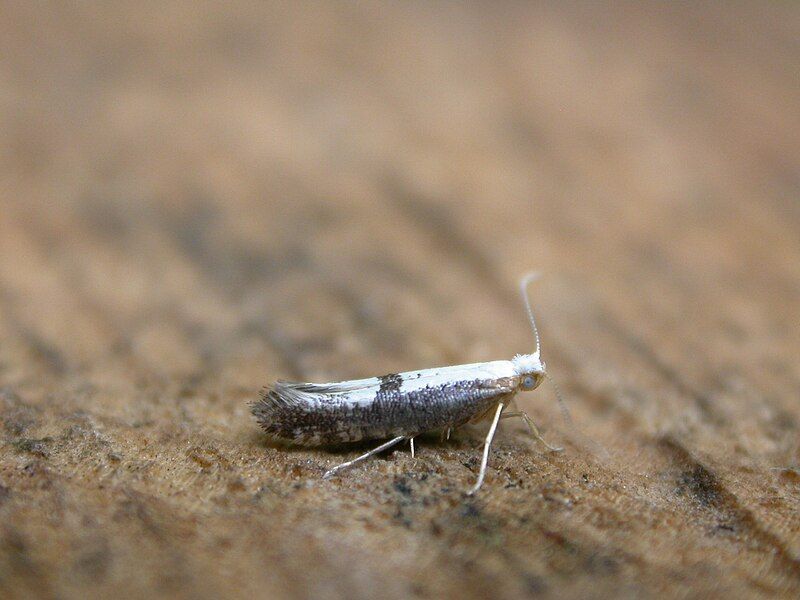 File:Argyresthia semifusca.jpg