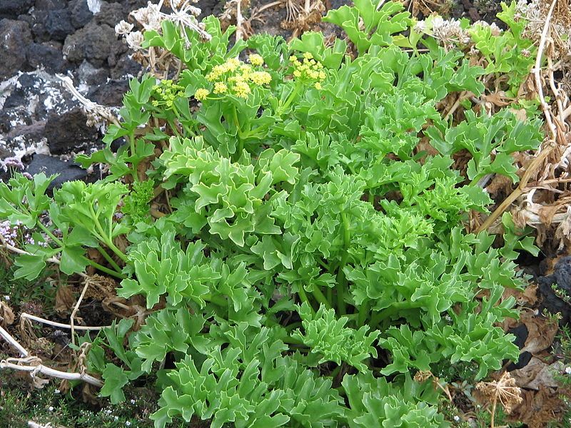 File:Astydamia latifolia1.jpg