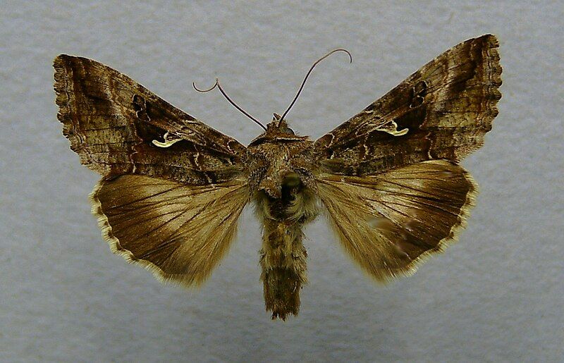 File:Autographa gamma.o1.jpg