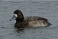 Female Lesser Scaup, Rio Grande Nature Center, Albuquerque