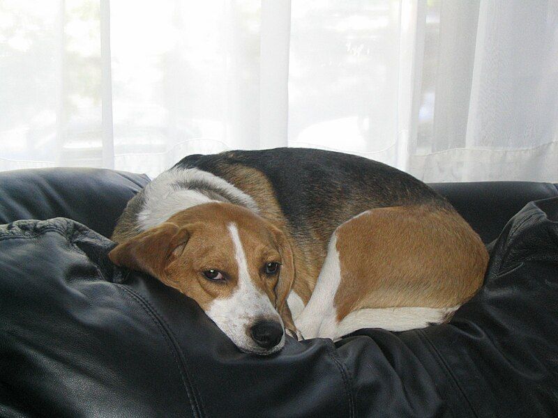 File:Beagle resting.jpg