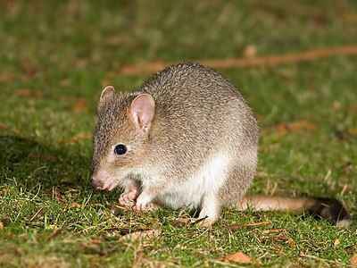 Eastern bettong, by JJ Harrison