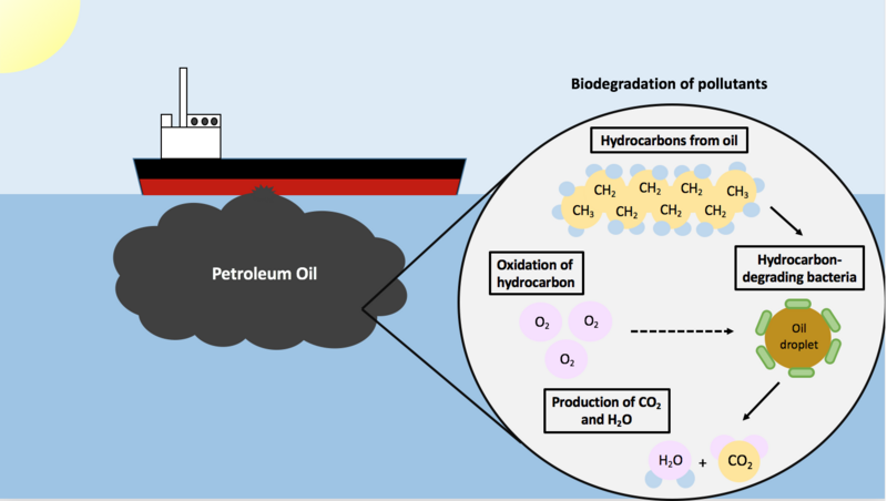 File:Biodegradation of Pollutants.png