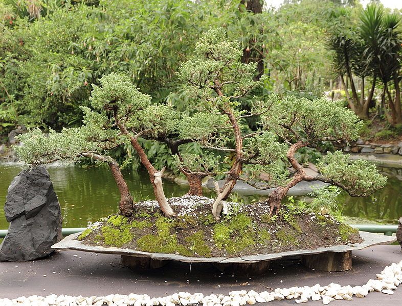 File:Bonsai-IMG 8792.JPG