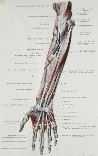 File:Braus 1921 177.png