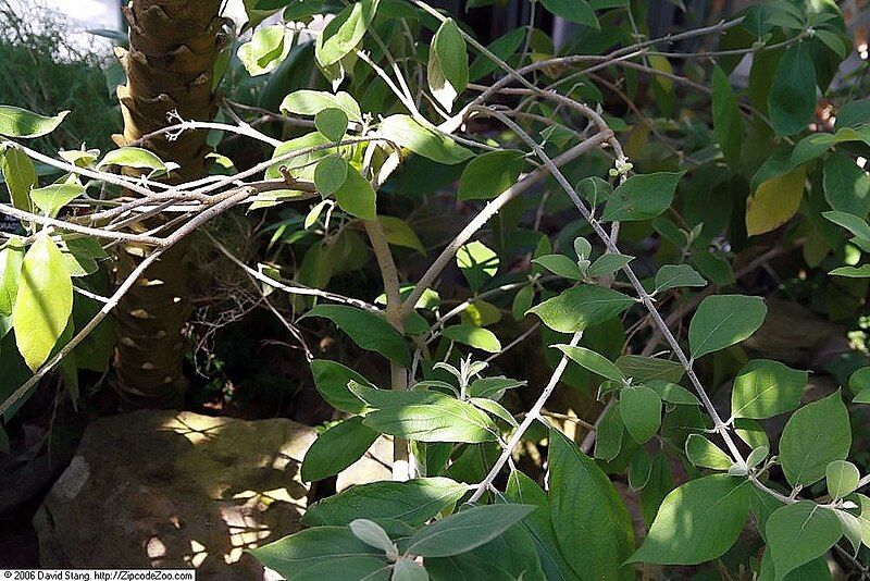 File:Callicarpa acuminata 2zz.jpg