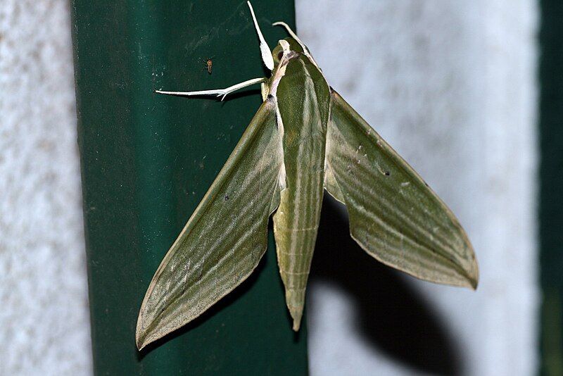 File:Cechenena sp. (Sphingidae).jpg