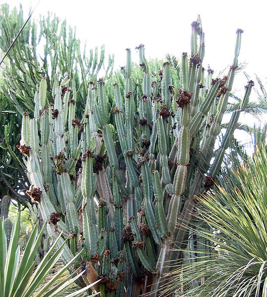 File:Cereus peruvians (cropped).jpg