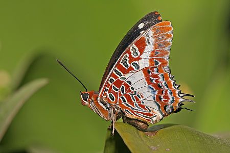 Charaxes brutus natalensis, by Muhammad Mahdi Karim