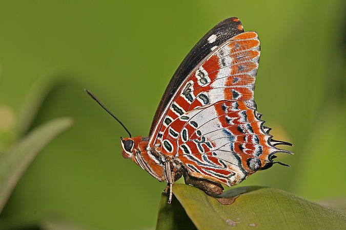 The white-barred emperor butterfly.