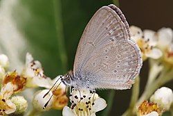 Common grass blue