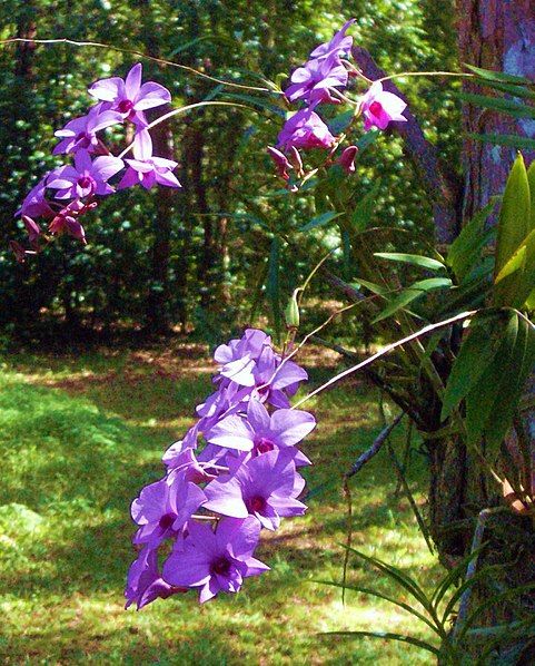 File:Cooktown orchids.jpg