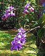 Cooktown orchid